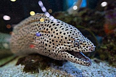 单人科幻游戏《火星孤征》新视频 美女冒险探索