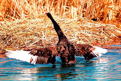 《传奇米老鼠：重制版》9月24日发售 登陆全平台